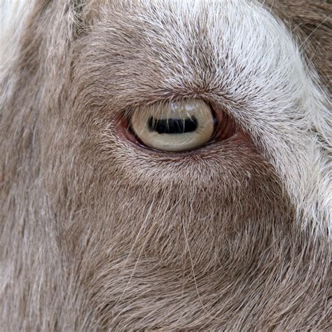 Goat's Eyes .